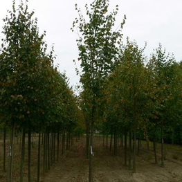 Липа сердцевидная Роелво (Roelvo)