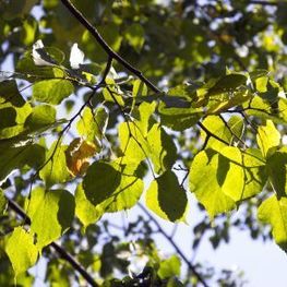 Липа сердцевидная Роелво (Roelvo)