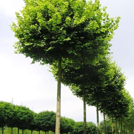 Липа крупнолистная Паннония (Pannonia)