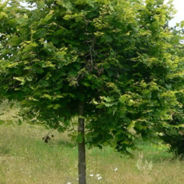 Липа крупнолистная Паннония (Pannonia)