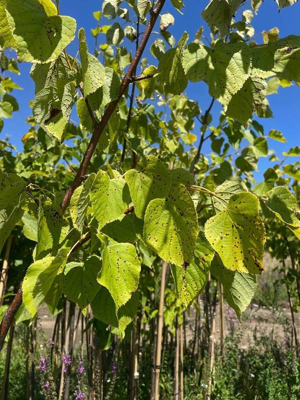 Липа крупнолистная Цельзат (Zelzate)