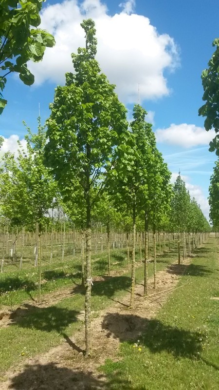 Липа крупнолистная Цельзат (Zelzate)