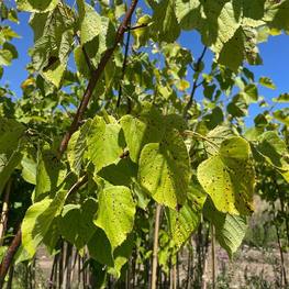 Липа крупнолистная Цельзат (Zelzate)