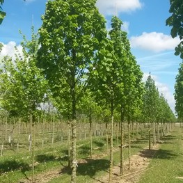 Липа крупнолистная Цельзат (Zelzate)