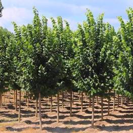 Липа американская Нова (Nova)