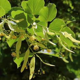 Липа американская Нова (Nova)