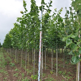 Липа европейская Эухлора (Euchlora)