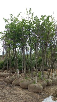 Липа европейская Эухлора (Euchlora)