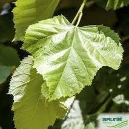 Липа войлочная Брабант (Brabant)