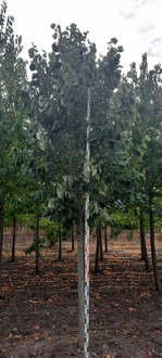 Липа войлочная Брабант (Brabant)