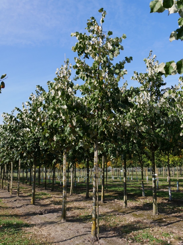 Липа войлочная Тилия томентоза (Tilia tomentosa)
