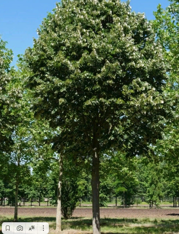 Липа войлочная Тилия томентоза (Tilia tomentosa)