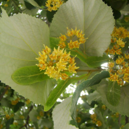 Липа войлочная Тилия томентоза (Tilia tomentosa)