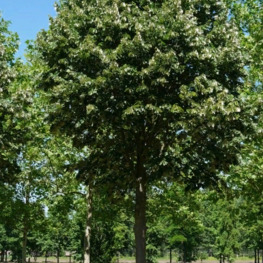 Липа войлочная Тилия томентоза (Tilia tomentosa)
