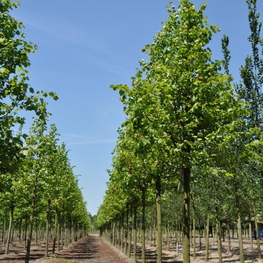 Липа крымская Тилия эухлора (Tilia euchlora)