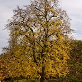 Липа крымская Тилия эухлора (Tilia euchlora)