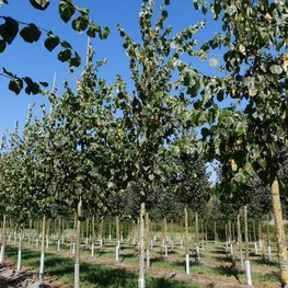Липа крымская Тилия эухлора (Tilia euchlora)