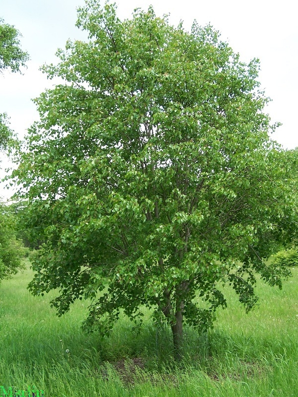 Липа монгольская Тилия монголика (Tilia mongolica)