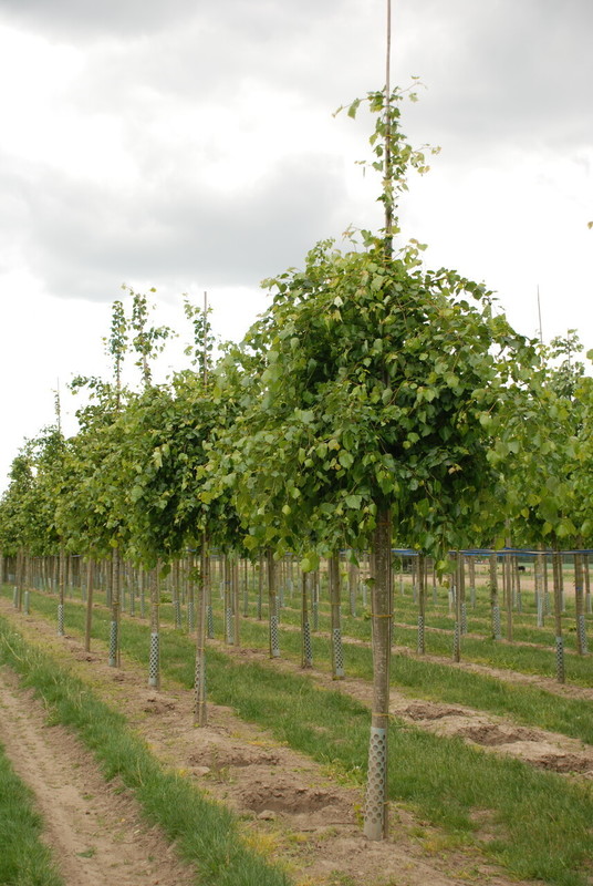 Липа монгольская Тилия монголика (Tilia mongolica)