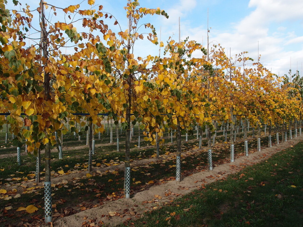 Липа монгольская Тилия монголика (Tilia mongolica)