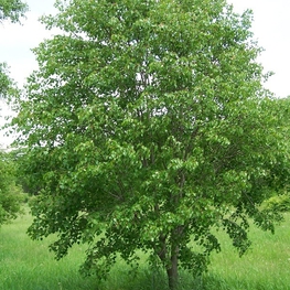 Липа монгольская Тилия монголика (Tilia mongolica)