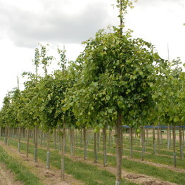 Липа монгольская Тилия монголика (Tilia mongolica)