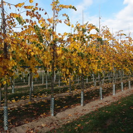 Липа монгольская Тилия монголика (Tilia mongolica)
