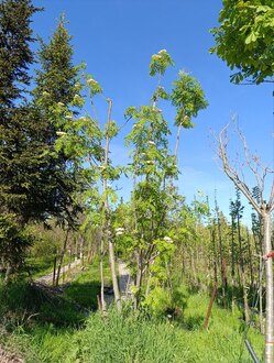 Рябина Кустовая (Sorbus aucuparia)