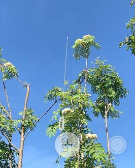 Рябина Кустовая Сорбус аукупария (Sorbus aucuparia)