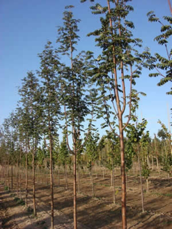 Рябина Обыкновенная Аспленифолия (Asplenifolia)