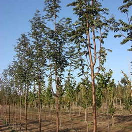 Рябина Обыкновенная Аспленифолия (Asplenifolia)