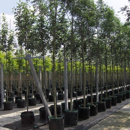 Рябина Обыкновенная Шиевотер Сидлинг (Shiervoter Sidling)