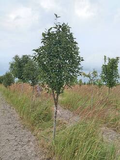 Рябина Тюрингская Фастигиата (Fastigiata)