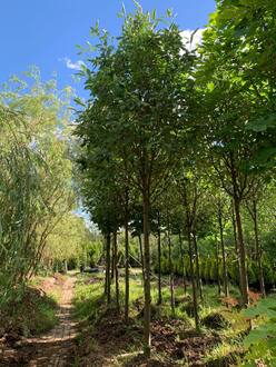 Рябина Тюрингская Фастигиата (Fastigiata)