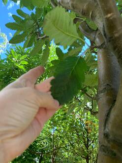 Рябина Тюрингская Фастигиата (Fastigiata)