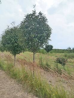 Рябина Тюрингская Фастигиата (Fastigiata)