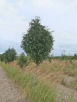 Рябина Тюрингская Фастигиата (Fastigiata)