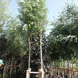 Рябина обыкновенная Эдулис (Edulis)