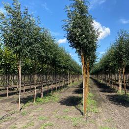 Рябина обыкновенная Эдулис (Edulis)