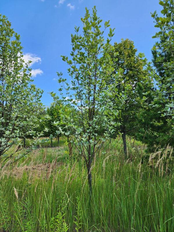 Рябина круглолистная Магнифика (Magnifica)