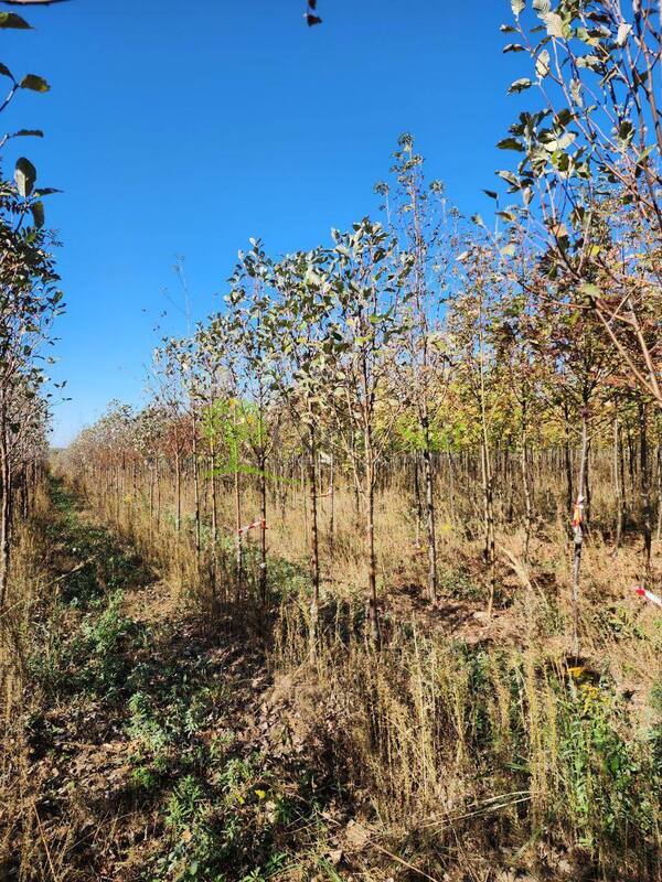 Рябина круглолистная Магнифика (Magnifica)