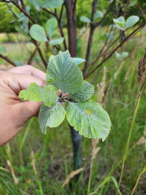Рябина круглолистная Магнифика (Magnifica)