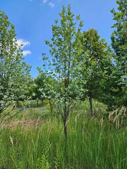 Рябина круглолистная Магнифика (Magnifica)