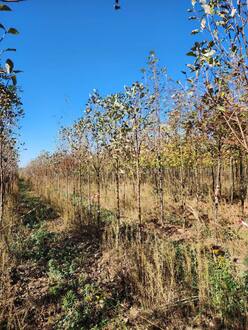 Рябина круглолистная Магнифика (Magnifica)