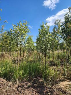 Рябина круглолистная Магнифика (Magnifica)