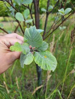 Рябина круглолистная Магнифика (Magnifica)