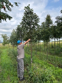 Рябина круглолистная Магнифика (Magnifica)