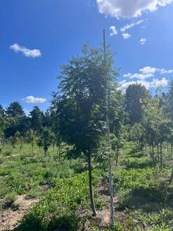 Рябина обыкновенная