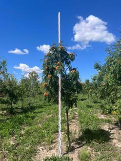 Рябина обыкновенная