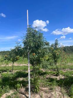 Рябина обыкновенная